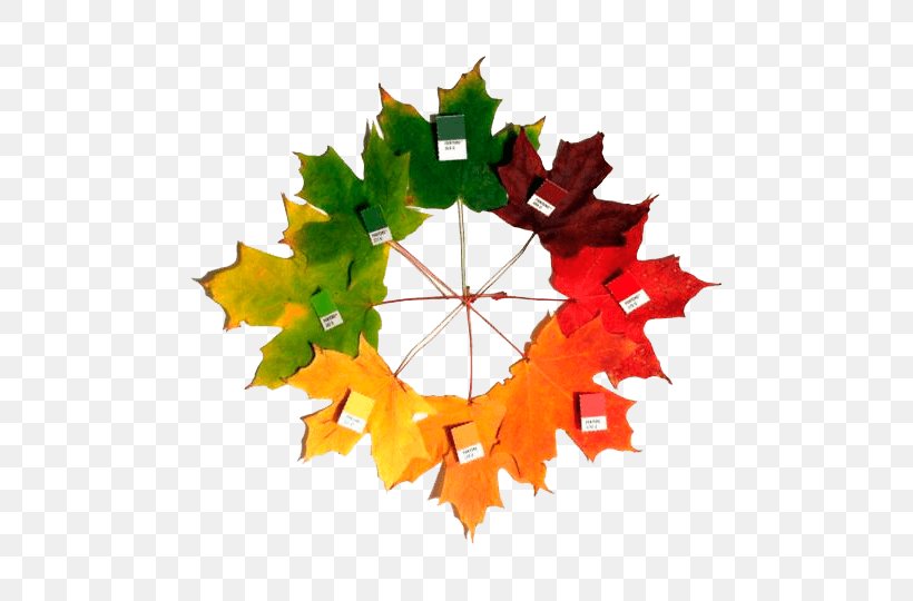 Sugar Maple Autumn Leaf Color Maple Leaf, PNG, 540x540px, Sugar Maple, Autumn, Autumn Leaf Color, Christmas Ornament, Color Download Free