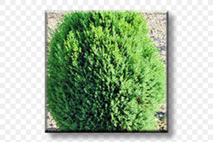 Arborvitae Evergreen Conifers Shrub Plant, PNG, 600x548px, Arborvitae, Biome, Conifer, Conifers, Cypress Download Free