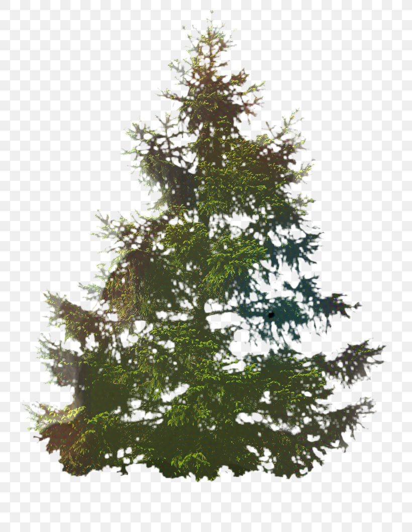 Christmas Black And White, PNG, 755x1059px, Spruce, American Larch, Arizona Cypress, Balsam Fir, Biome Download Free