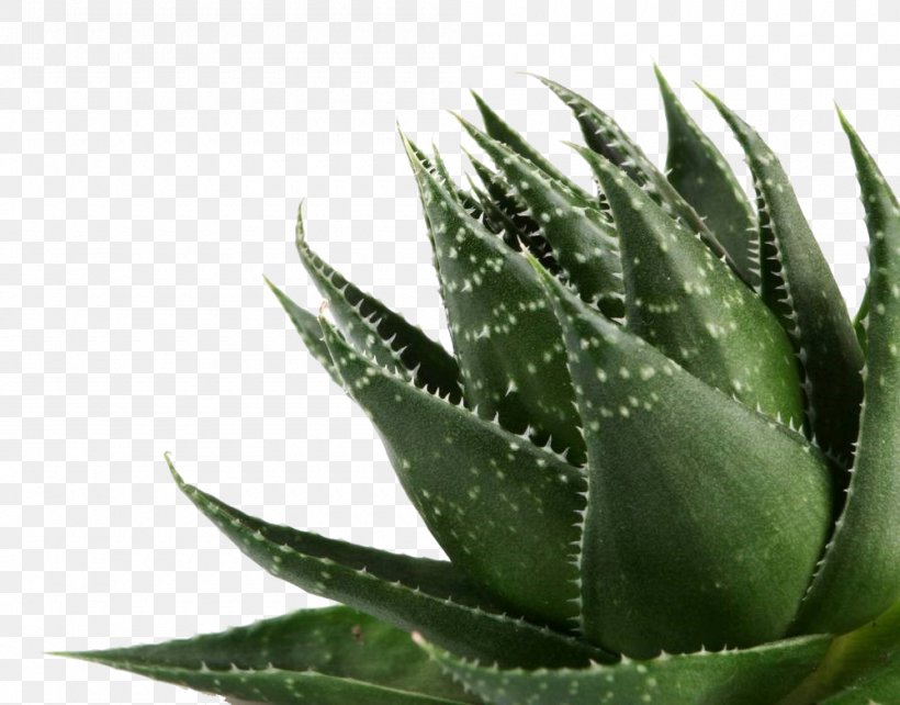 Aloe Vera Gel Plant, PNG, 1000x784px, Aloe Vera, Agave, Agave Azul, Aloe, Flowerpot Download Free
