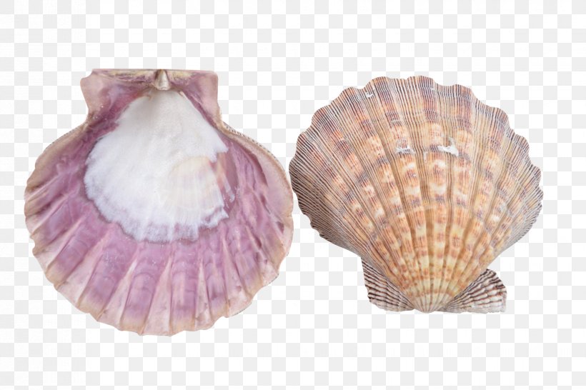 Clam Seashell Cockle Scallop Mussel, PNG, 1650x1100px, Clam, Christmas, Clams Oysters Mussels And Scallops, Cockle, Conch Download Free