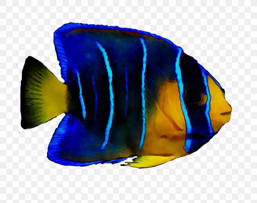 Coral Reef Fish Marine Biology Marine Angelfishes, PNG, 1362x1080px, Coral Reef Fish, Biology, Blue, Bonyfish, Butterflyfish Download Free