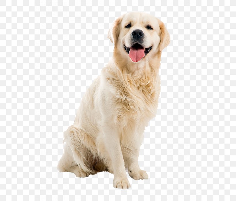 Golden Retriever Puppy Dog Breed Labrador Retriever Beagle, PNG, 700x700px, Golden Retriever, Beagle, Border Collie, Carnivoran, Companion Dog Download Free