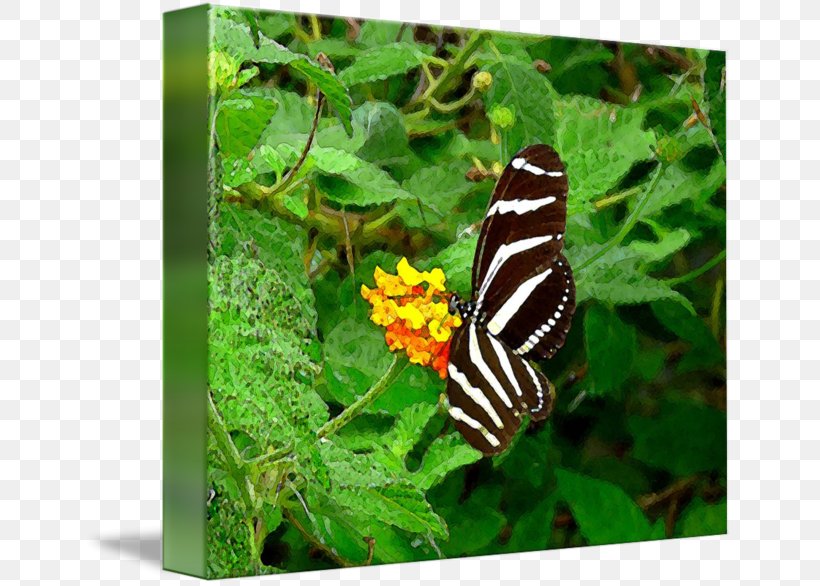 Nymphalidae Butterfly Moth Fauna Animal, PNG, 650x586px, Nymphalidae, Animal, Brush Footed Butterfly, Butterfly, Fauna Download Free