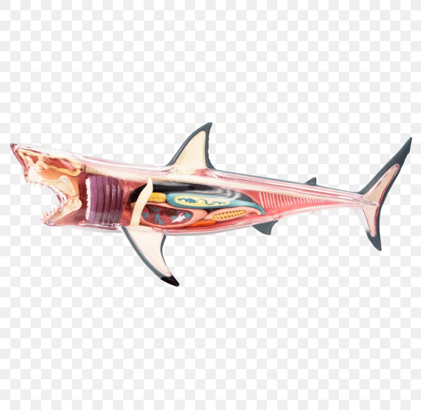 Great White Shark Chumming Fish Jaws, PNG, 800x800px, 4d Film, Shark, Anatomy, Animal Kingdom, Art Download Free