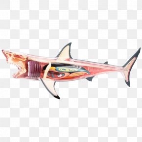 Shark - Great White Shark Chumming Fish Jaws PNG