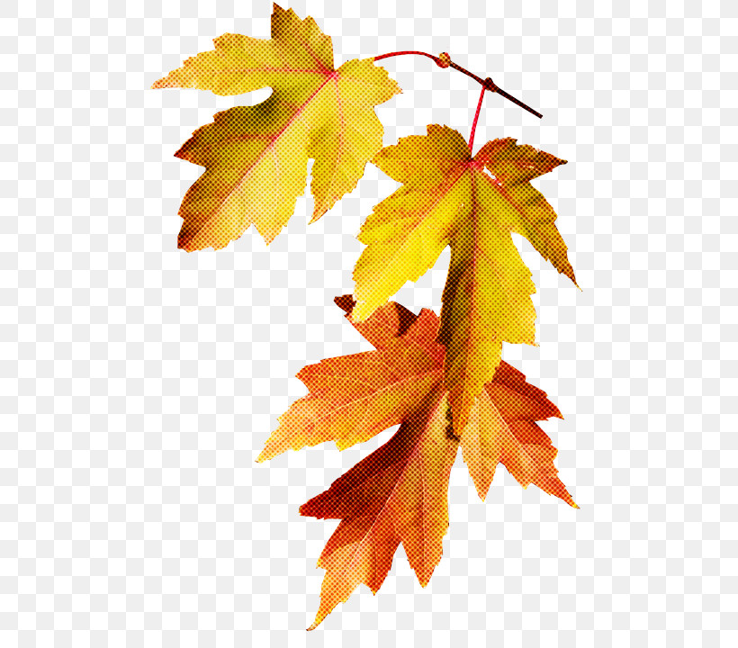 Maple Leaf, PNG, 531x720px, Leaf, Autumn, Beech, Black Maple, Branch Download Free