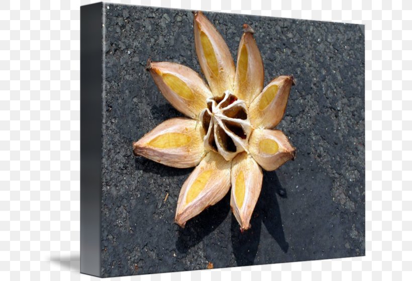 Maui Seed Bead Plant Hilo, PNG, 650x560px, Maui, Art, Clusia, Clusia Rosea, Drawing Download Free