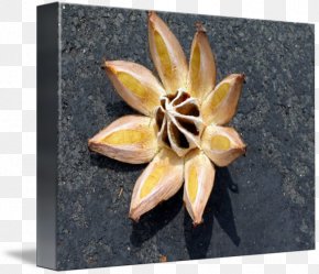 Seedpod - Maui Seed Bead Plant Hilo PNG