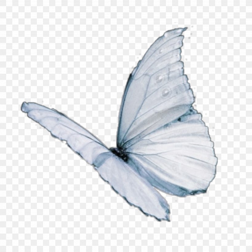 Monarch Butterfly Drawing, PNG, 3464x3464px, Butterfly, Butterfly Effect, Cabbage White, Drawing, Feather Download Free