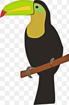 Coraciiformes Piciformes - Hornbill Bird PNG