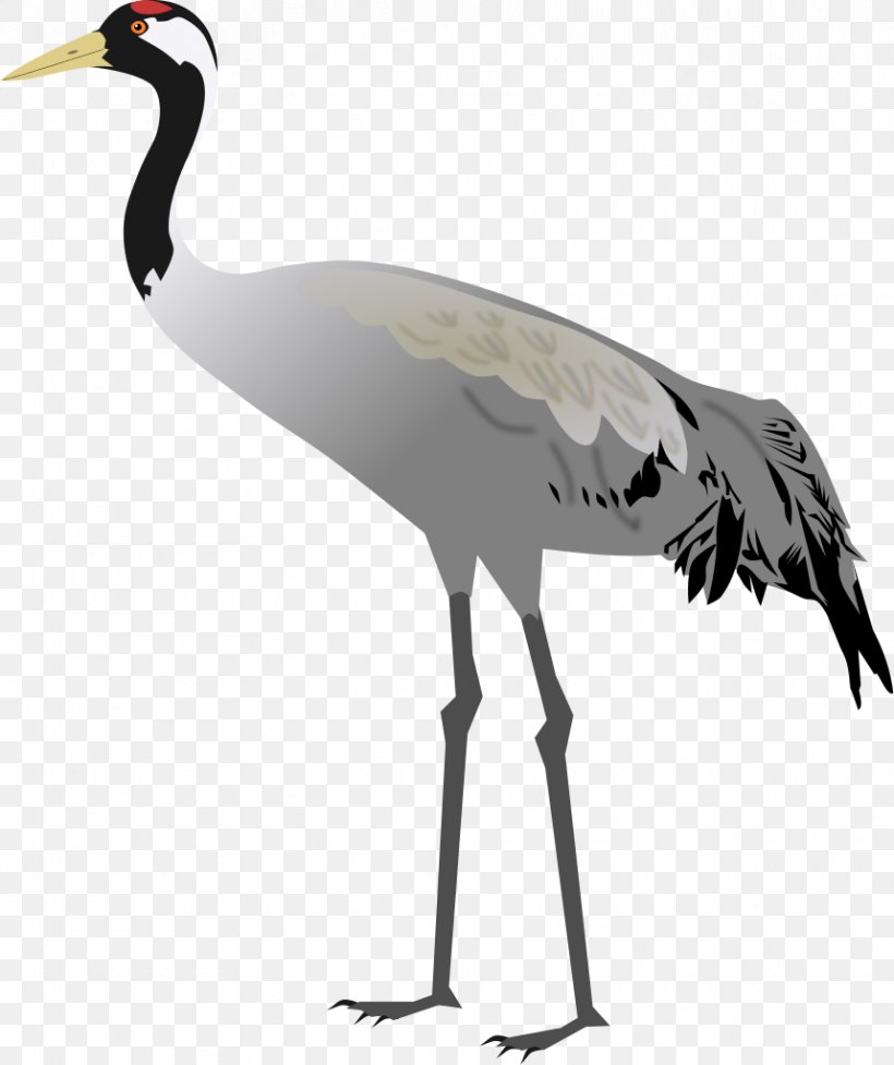Sandhill Crane Bird Stork, PNG, 859x1024px, Crane, Beak, Bird, Ciconiiformes, Common Crane Download Free