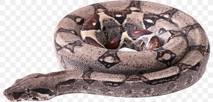 Snake Boa Constrictor Boas Clip Art, PNG, 800x394px, Snake, Boa Constrictor, Boas, Constriction, Fauna Download Free