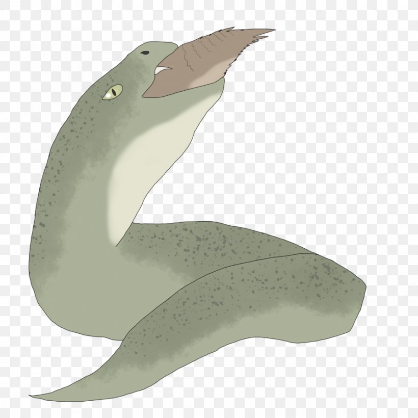Tucuxi Sea Lion Dolphin, PNG, 894x894px, Tucuxi, Beak, Dolphin, Fauna, Lion Download Free