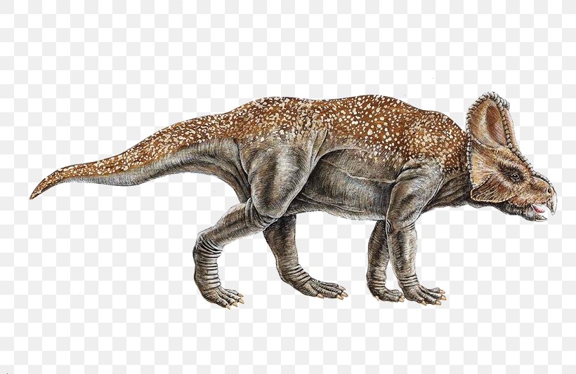 Avaceratops Utahceratops Late Cretaceous Einiosaurus, PNG, 800x533px, Avaceratops, Animal Figure, Ceratops, Ceratopsians, Dinosaur Download Free