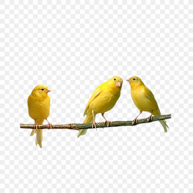 Bird Domestic Canary Finch Parrot Budgerigar, PNG, 2953x2953px, Bird, Atlantic Canary, Aviary, Beak, Bird Supply Download Free