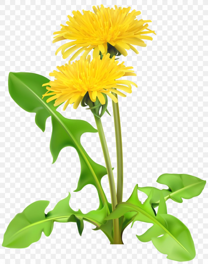 Dandelion Flower Clip Art, PNG, 4730x6000px, Dandelion, Annual Plant, Common Daisy, Cut Flowers, Daisy Download Free