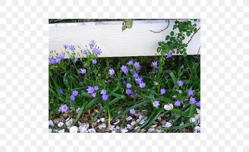 English Lavender Violet Groundcover, PNG, 500x500px, English Lavender, Bellflower Family, Flower, Flowering Plant, Grass Download Free