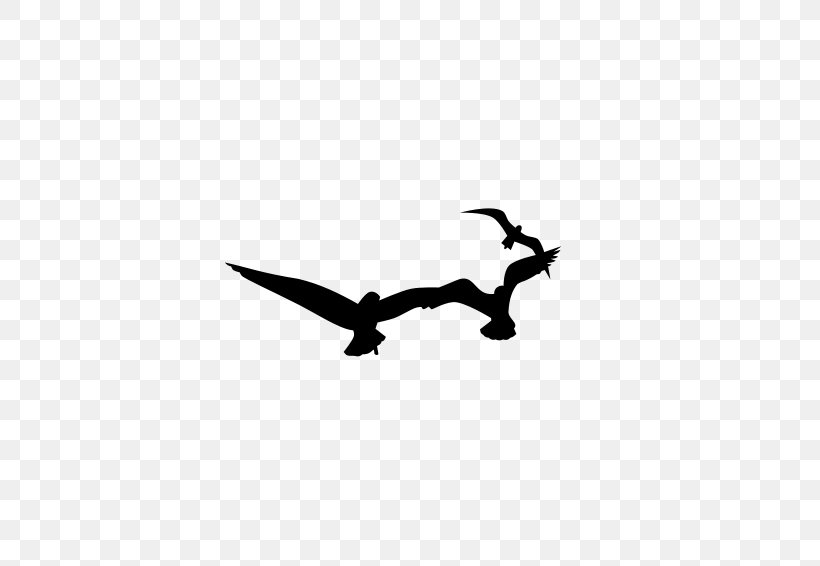 Gulls Bird Download Clip Art, PNG, 800x566px, Gulls, Beak, Bird, Black, Black And White Download Free
