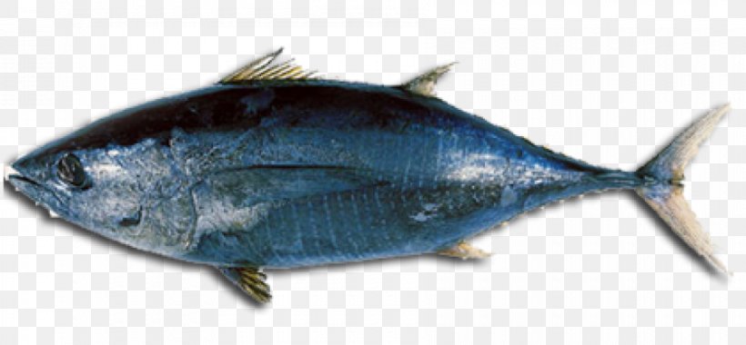 Albacore Tuna Fish Sandwich Atlantic Bluefin Tuna Longtail Tuna Bigeye Tuna, PNG, 900x418px, Albacore, Animal Source Foods, Atlantic Bluefin Tuna, Bigeye Tuna, Bonito Download Free