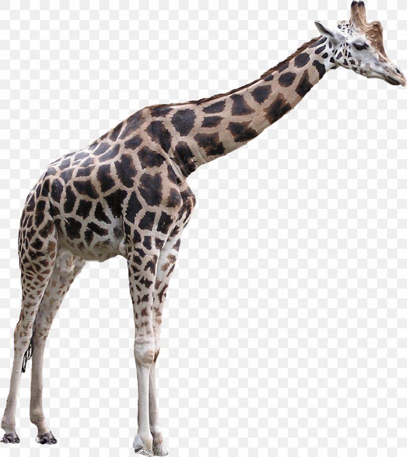 Giraffe Clip Art, PNG, 1134x1272px, Giraffe, Fauna, Giraffidae, Image File Formats, Mammal Download Free