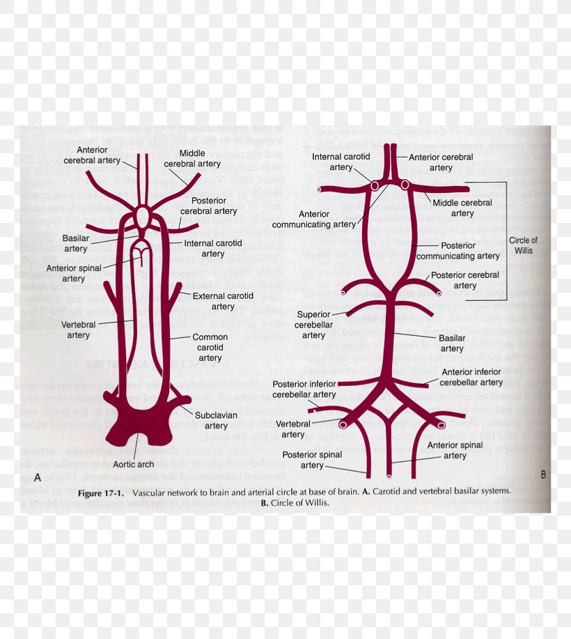 Posterior Spinal Artery Anterior Spinal Artery Vertebral Artery Posterior Inferior Cerebellar Artery, PNG, 764x917px, Watercolor, Cartoon, Flower, Frame, Heart Download Free