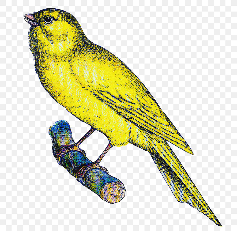 Bird Atlantic Canary Beak Yellow Songbird, PNG, 774x800px, Bird, Atlantic Canary, Beak, Budgie, Canary Download Free