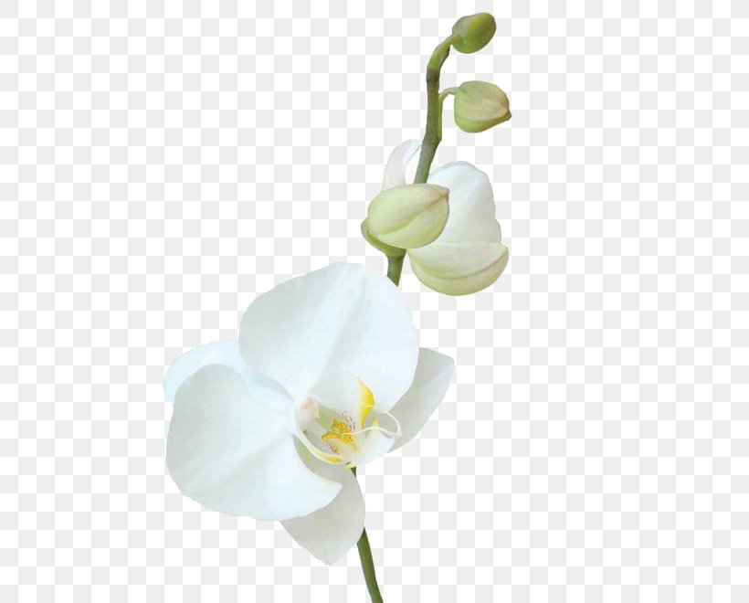 Moth Orchids Cut Flowers Canvas, PNG, 660x660px, Moth Orchids, Alismatales, Art, Artificial Flower, Arum Download Free