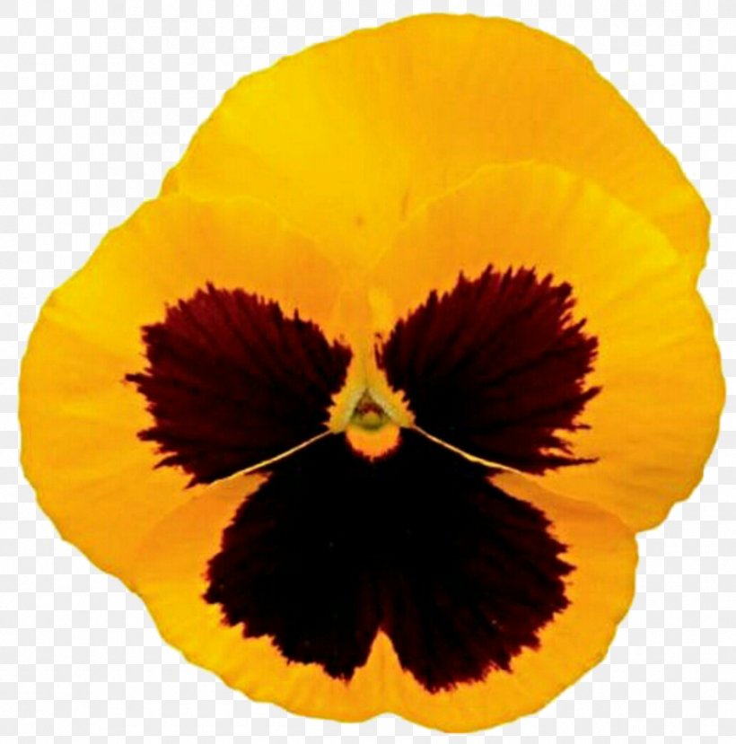Pansy, PNG, 889x899px, Pansy, Flower, Flowering Plant, Orange, Petal Download Free