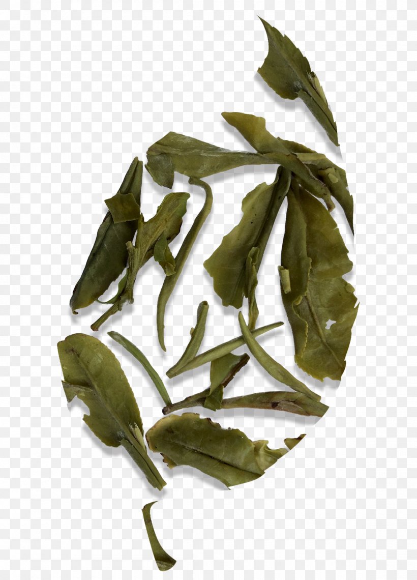 White Tea Fujian Tieguanyin Bai Mudan, PNG, 1150x1600px, Tea, Bai Mudan, Bancha, Bud, Camellia Sinensis Download Free