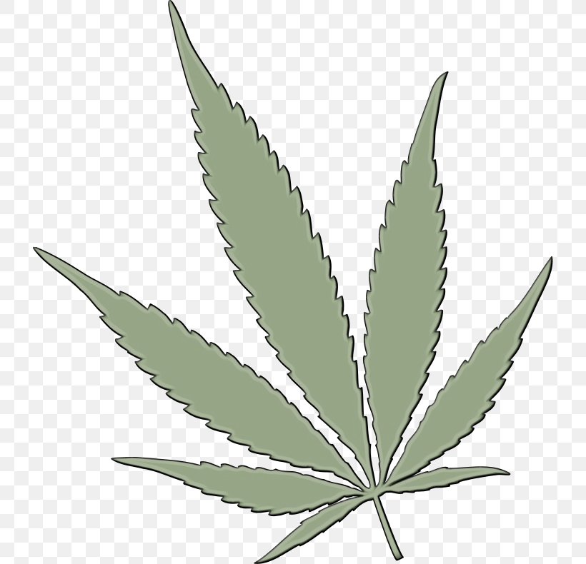 Cannabis Leaf Background, PNG, 728x790px, Watercolor, Botany, Cannabis Sativa, Family, Flower Download Free