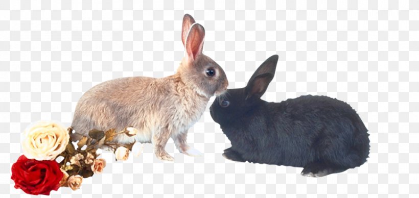 Domestic Rabbit European Rabbit Hare, PNG, 960x455px, Domestic Rabbit, Animal, Animal Figure, Designer, European Rabbit Download Free