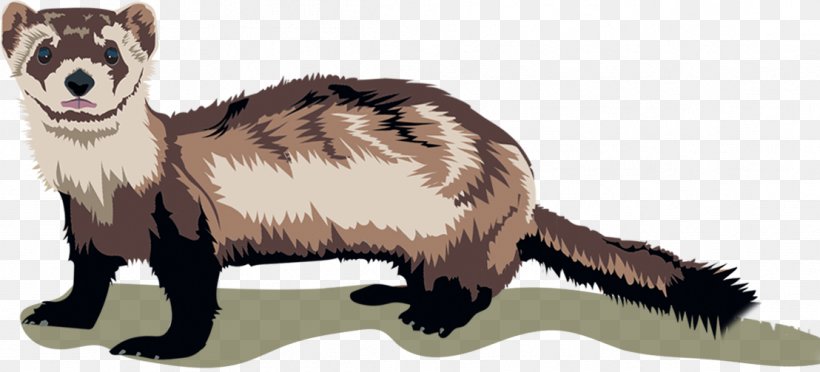 Ferret Dog Cat Food Hainanese Chicken Rice, PNG, 1108x504px, Ferret, Animal Feed, Animal Figure, Badger, Black Footed Ferret Download Free