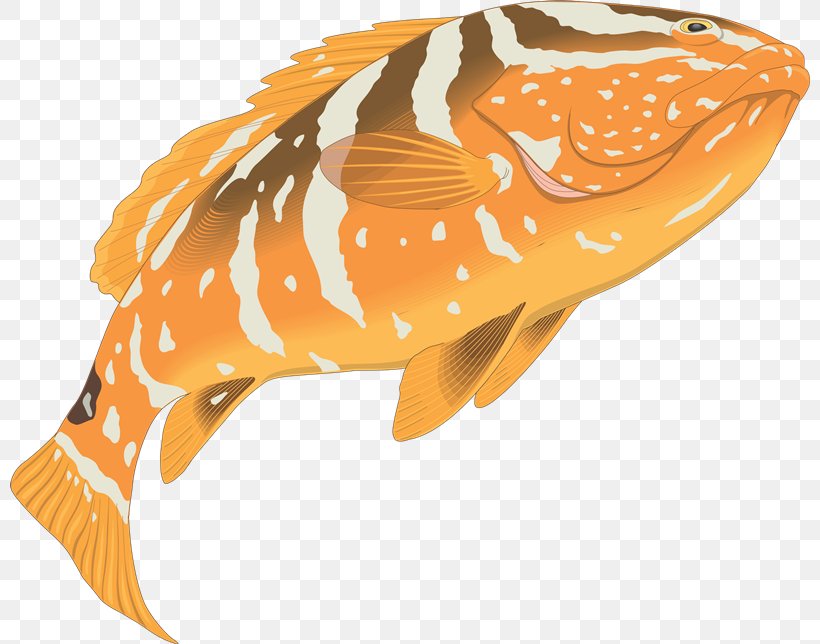 Grouper Drawing Clip Art, PNG, 800x644px, Grouper, Art, Atlantic Goliath Grouper, Drawing, Fish Download Free