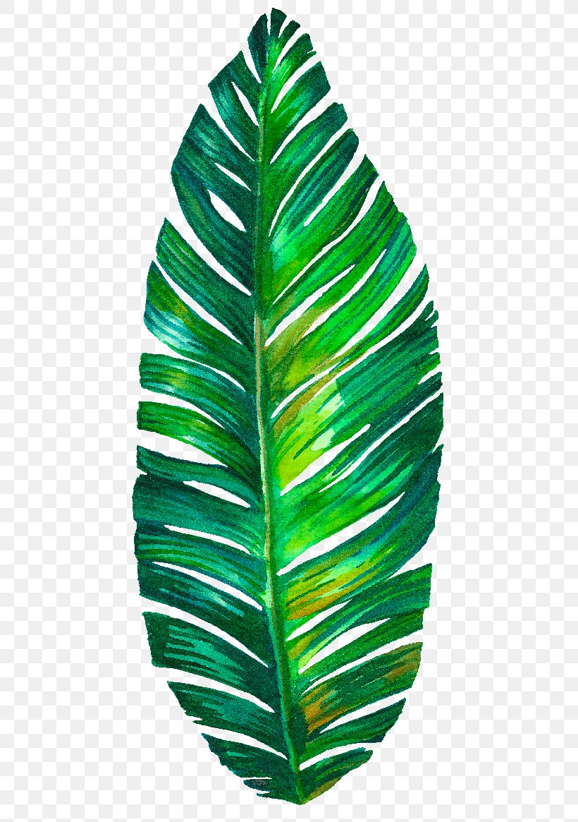 Leaf, PNG, 500x1165px, Leaf, Art, Banana Leaf, Botanical Illustration, Green Download Free