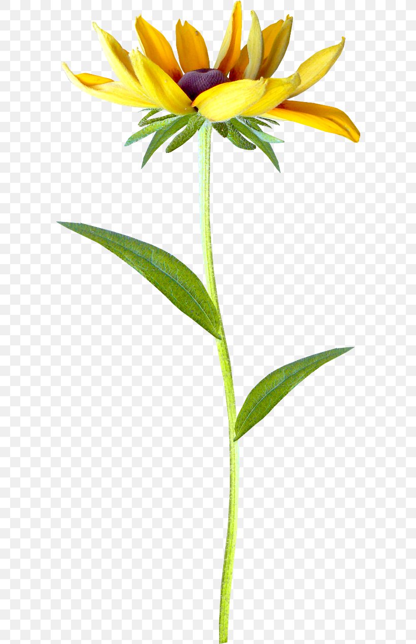 Petal Flower Transvaal Daisy Clip Art, PNG, 600x1268px, Petal, Chrysanthemum, Cut Flowers, Flora, Flower Download Free