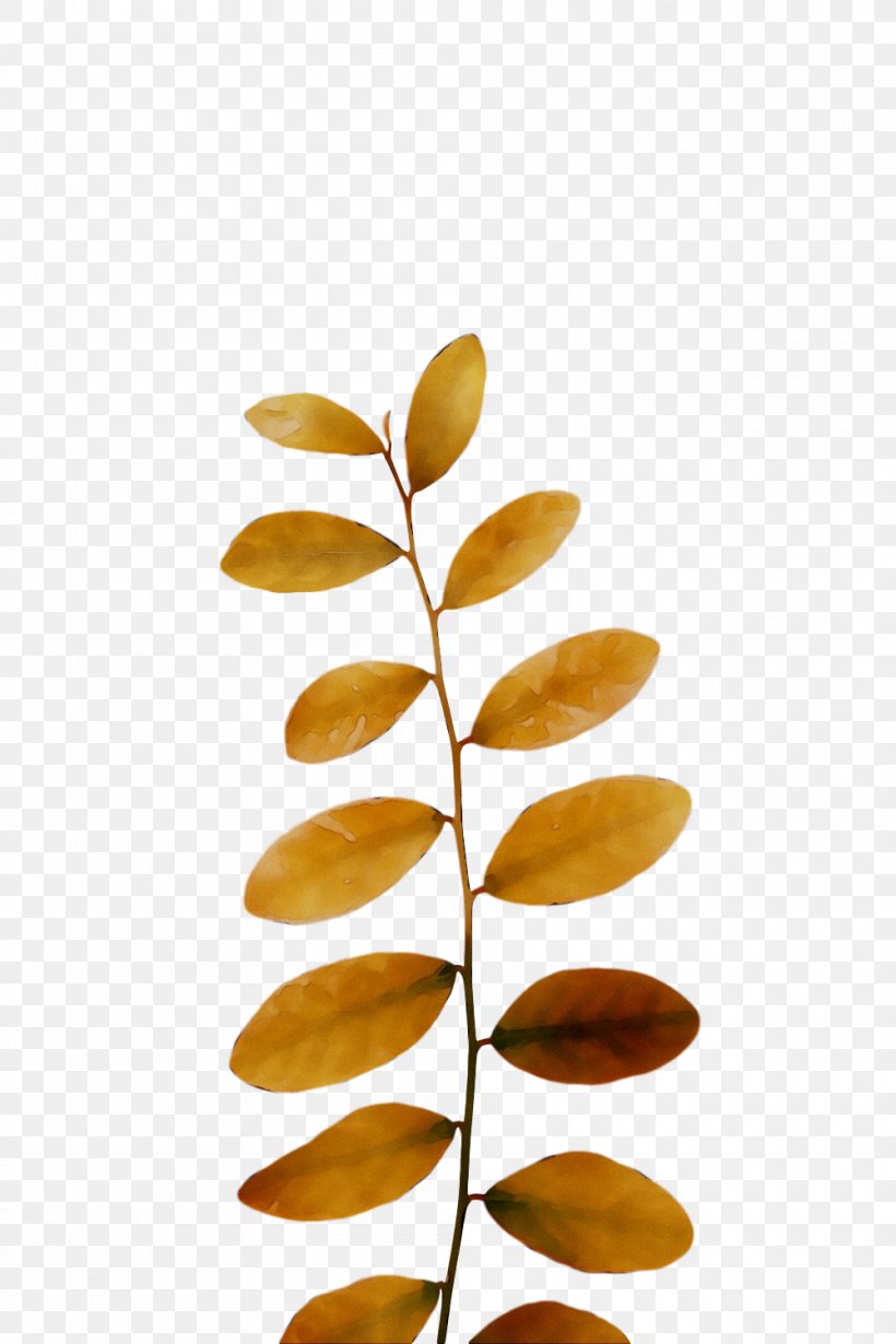 Product Design Leaf, PNG, 1000x1500px, Leaf, Flower, Plant, Tree, Wattleseed Download Free
