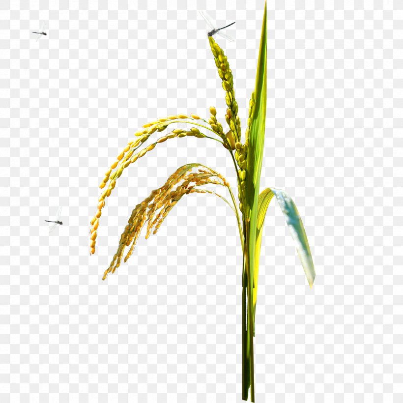 Rice Oryza Sativa Paddy Field, PNG, 1800x1800px, Rice, Arable Land, Autumn, Branch, Caryopsis Download Free