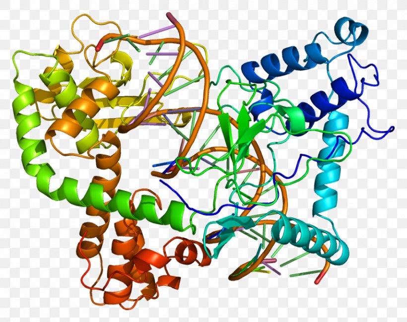 Type I Topoisomerase TOP1 Gene Protein, PNG, 854x676px, Topoisomerase, Area, Art, Artwork, Biochemistry Download Free