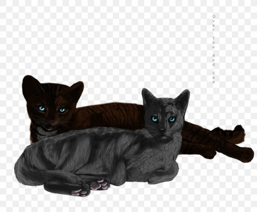 Black Cat Bombay Cat Korat Domestic Short-haired Cat Whiskers, PNG, 984x812px, Black Cat, Black Panther, Bombay, Bombay Cat, Carnivoran Download Free
