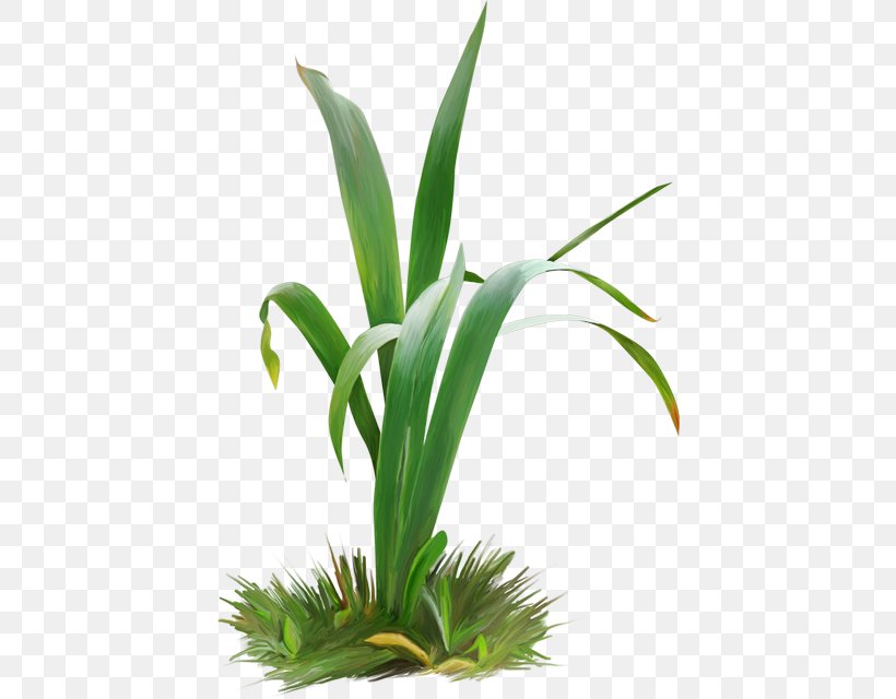 Grasses Flowerpot Houseplant Plant Stem, PNG, 424x640px, Grasses, Aquarium Decor, Family, Flower, Flowering Plant Download Free