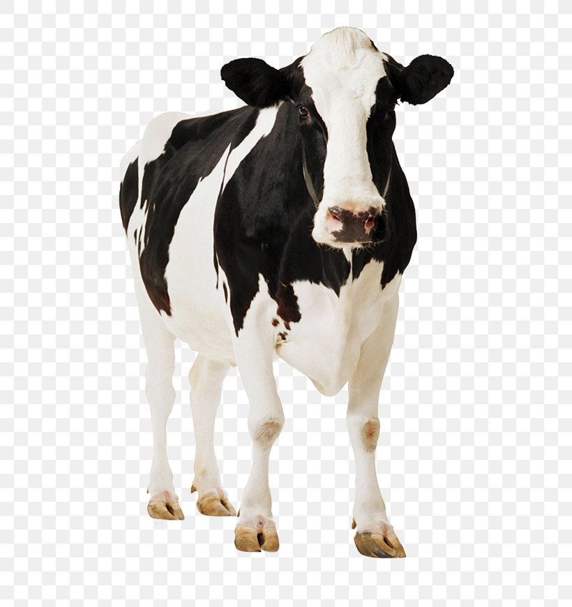Holstein Friesian Cattle Standee Poster Dairy Farming Dairy Cattle, PNG, 568x871px, Holstein Friesian Cattle, Bull, Calf, Cardboard, Cattle Download Free