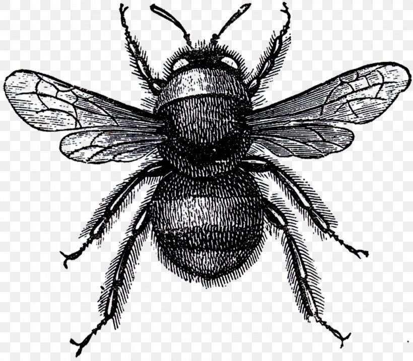 Honey Bee Bumblebee Etsy Beehive, PNG, 1800x1574px, Honey Bee, Arthropod, Bee, Beehive, Black And White Download Free
