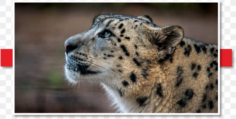 Snow Leopard Whiskers Animal Wildlife, PNG, 1305x661px, Snow Leopard, Animal, Big Cats, Biodiversity, Carnivoran Download Free