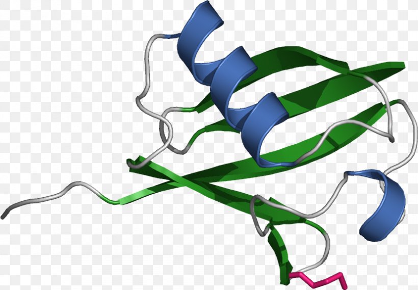 Ubiquitination Protein Histone Proteasome, PNG, 828x575px, Ubiquitin, Amino Acid, Branch, Cell, Cell Cycle Download Free