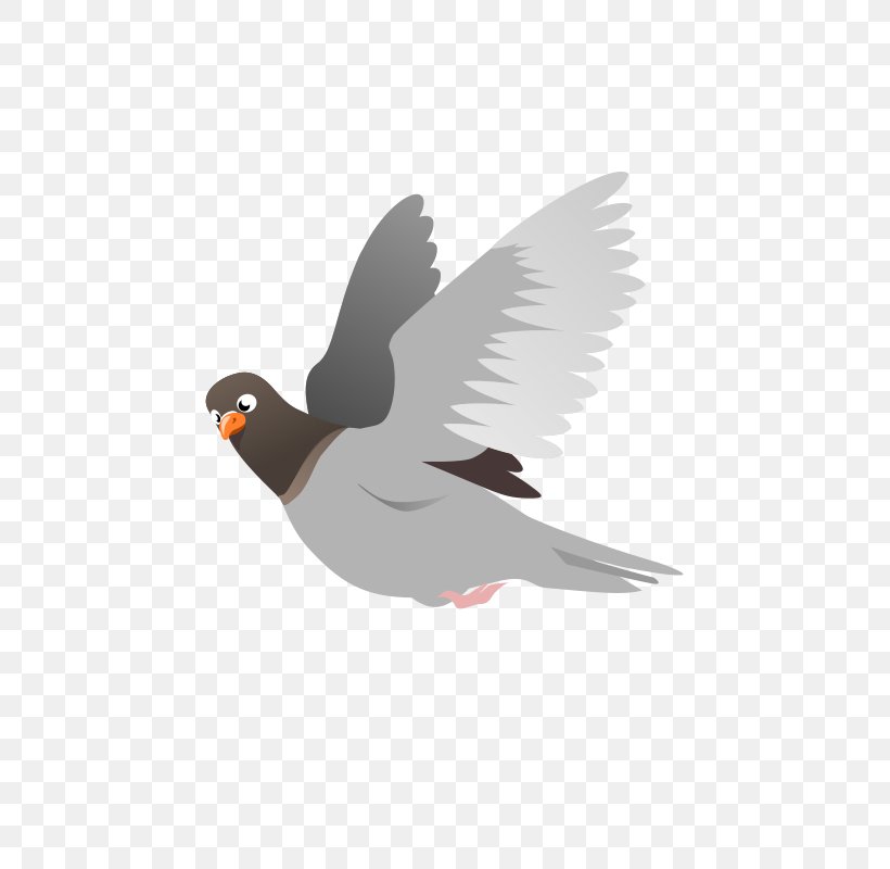 Domestic Pigeon Columbidae Flight Squab Clip Art, PNG, 566x800px, Domestic Pigeon, Beak, Bird, Bird Flight, Columbidae Download Free