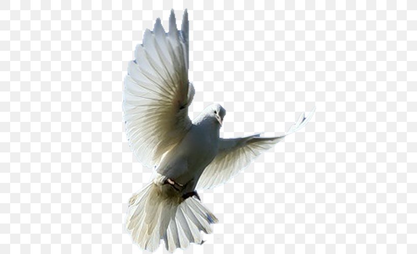 Fantail Pigeon Columbidae Bird Fancy Pigeon, PNG, 500x500px, Fantail Pigeon, Beak, Bird, Breed, Columba Download Free