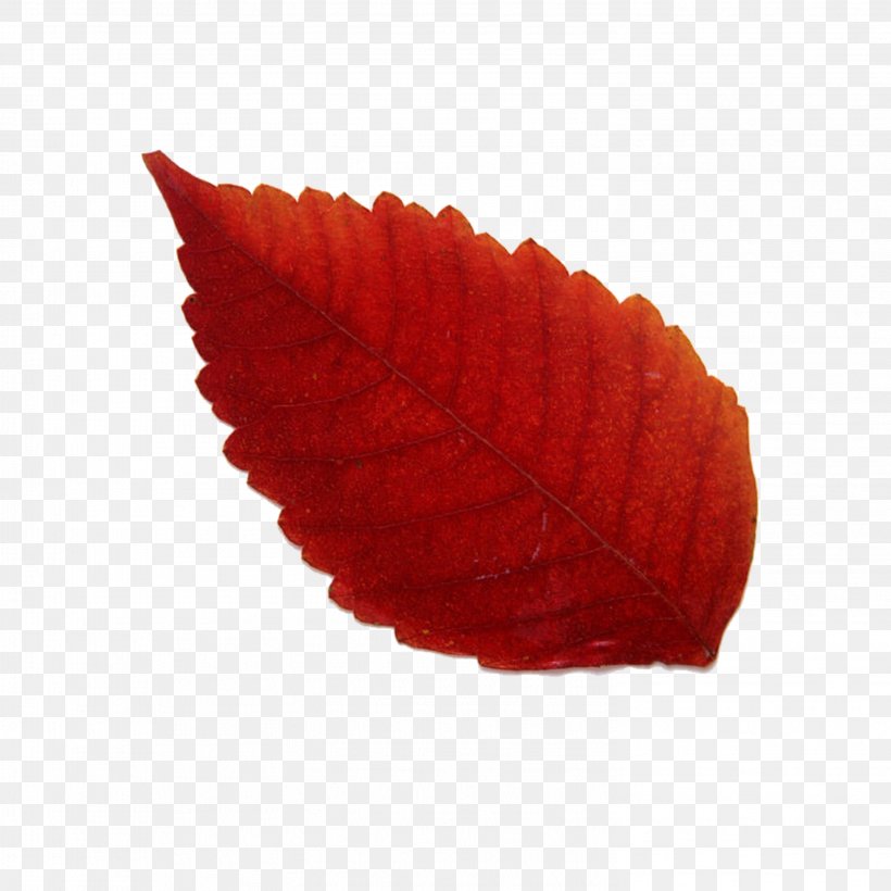 Maple Leaf Red Yellow, PNG, 2953x2953px, Leaf, Bladnerv, Blue, Deciduous, Green Download Free