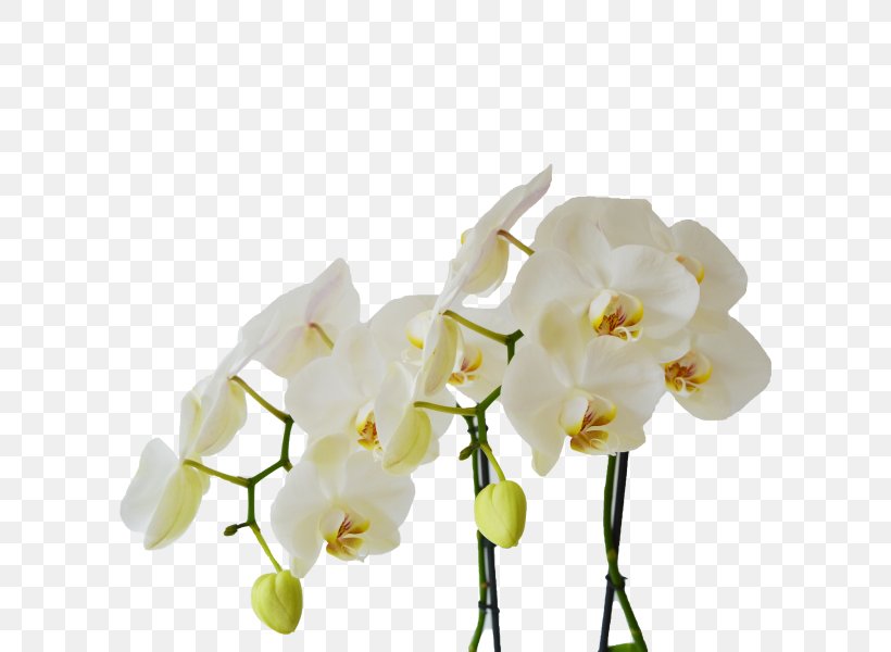 Moth Orchids Cut Flowers White Light, PNG, 600x600px, Moth Orchids, Bloemenatelier Verde, Branch, Cut Flowers, Flower Download Free