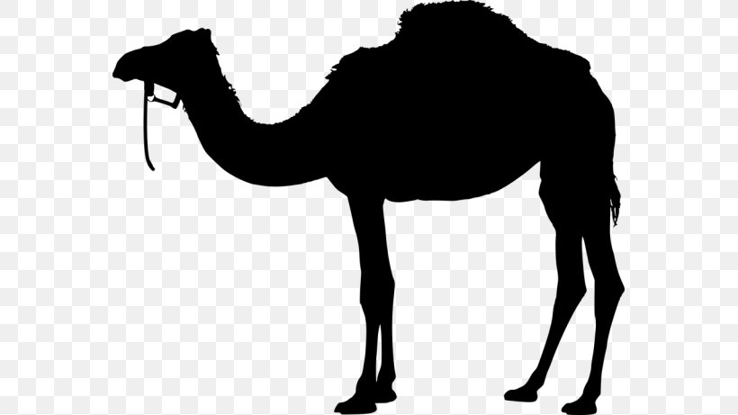 Bactrian Camel Camel, PNG, 569x461px, Bactrian Camel, Arabian Camel, Blackandwhite, Camel, Camelid Download Free